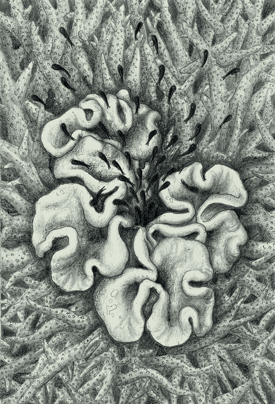 Bad to the Bone -Souvenirs des &icirc;les Nansei - Pole Ka, Souvenirs des &icirc;les Nansei, Bad to the Bone