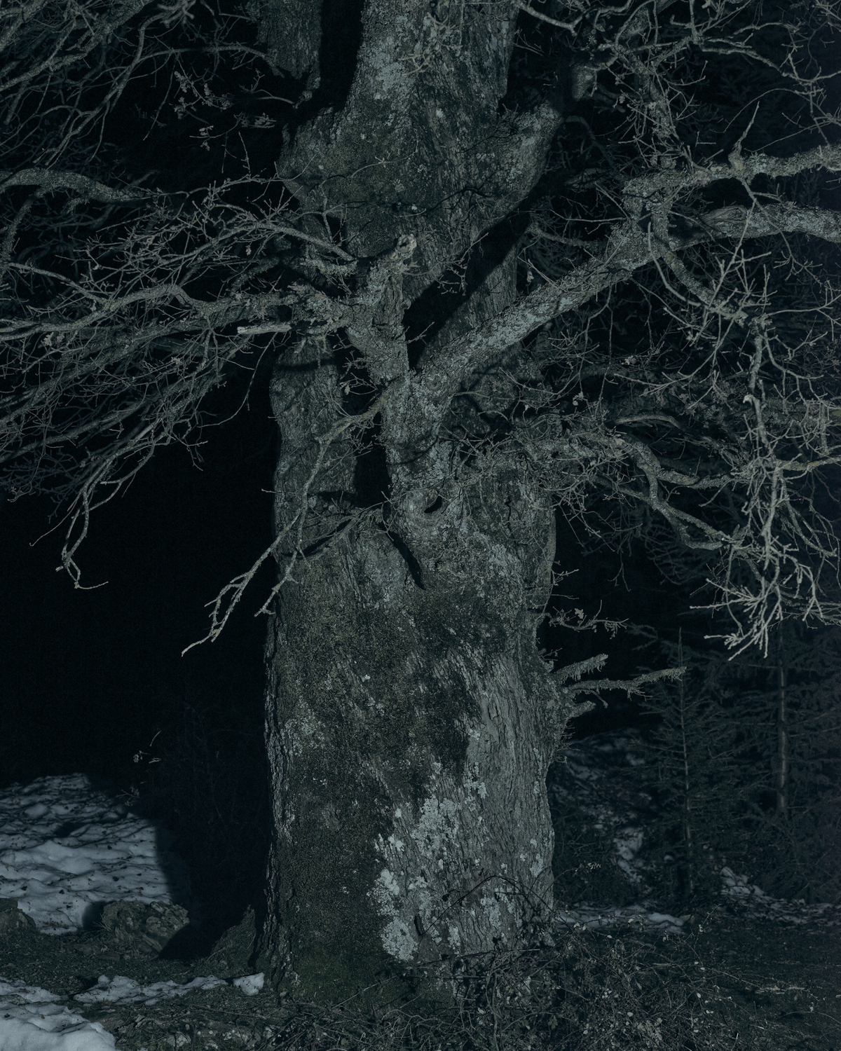 Bad to the Bone - Animas - Andrea Graziosi, Animas, Bad to the Bone