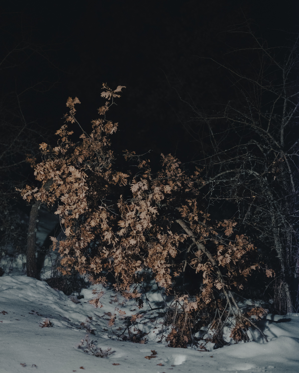 Bad to the Bone - Animas - Andrea Graziosi, Animas, Bad to the Bone