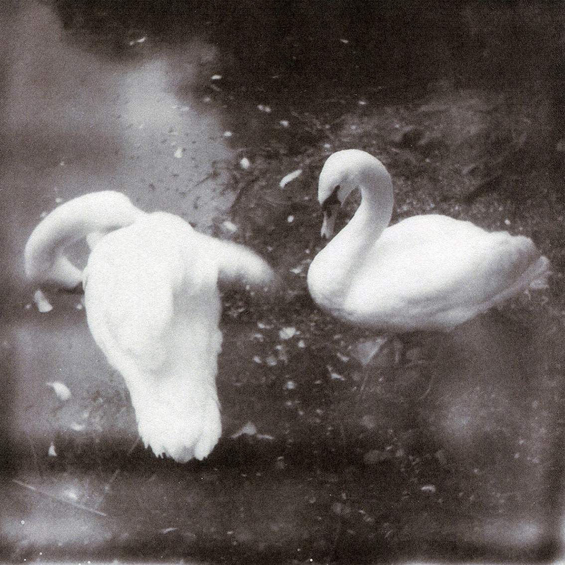 Bad to the Bone - Pain Is The Doorway. And Ecstasy The Flame, Pain Is The Doorway, And Ecstasy The Flame, Bad to the Bone