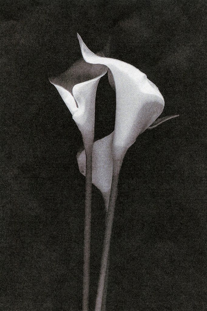 Bad to the Bone - Pain Is The Doorway. And Ecstasy The Flame, Pain Is The Doorway, And Ecstasy The Flame, Bad to the Bone